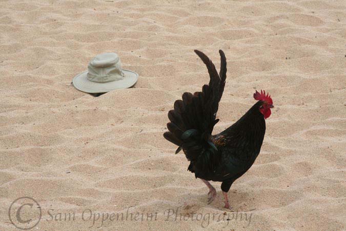 Kauai-22-Poipu-BeachCock_02