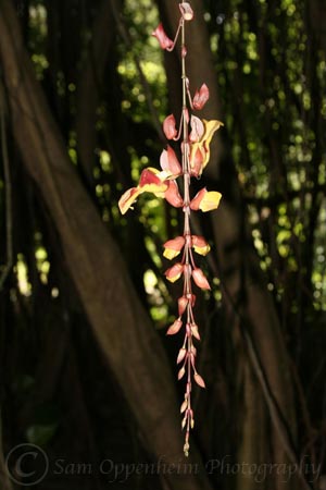 Kauai-4-HangingFlower